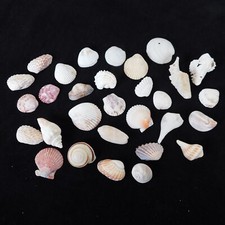Lot of 30 Mixed Seashells Ocean Beach Decor Aquarium Crafting Pink Brown White