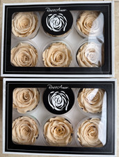 12 CHAMPAGNE PRESERVED REAL ROSES ETERNAL INFINITY LAST UPTO 3 YRS 6.5cm