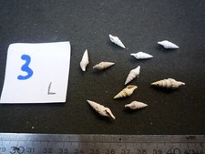 224.24 B - PLEUROTOMA FRANCISCI - LOT N°3 DE 10 - FOSSILE DU BASSIN PARISIEN
