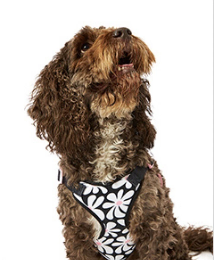 Colourful top dog harness
