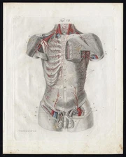 Antique Print-HUMAN ANATOMY-ANGIOLOGY-ARTERY-TORSO-PENIS-Richter-Schroter-1834
