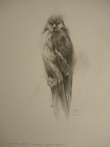 Original Fine Art Hawk Pencil Drawing Nashville Artist Darryl Glenn Steele