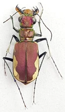 Carabidae, Cicindelinae Cicindela lacteola x brodskii E Kazakhstan