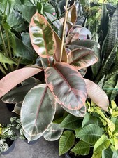 Ficus elastica Plant