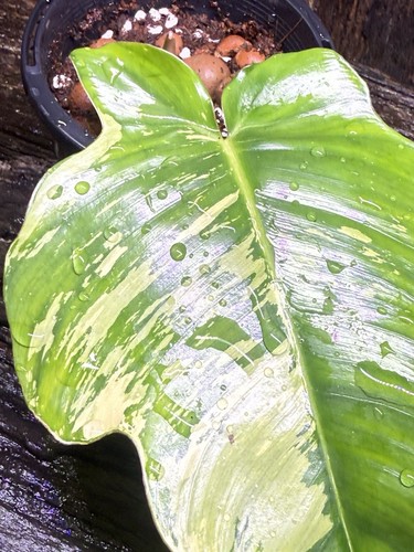 Premium Rare Philodendron squamiferum Variegated - Picture 3 of 8