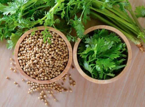 500+ Culantro dried, Long Coriander / Culantro (Eryngium foetidum) Leaves - Picture 7 of 9