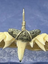 SHARK TOOTH PENDANT. 3/4 Inch Fossilized LEMON Shark Tooth From Bone Valley Fl 