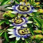 BLUE PASSION FLOWER SEEDS Climber Vine Fruit Plant Hummingbirds & Butterflies!