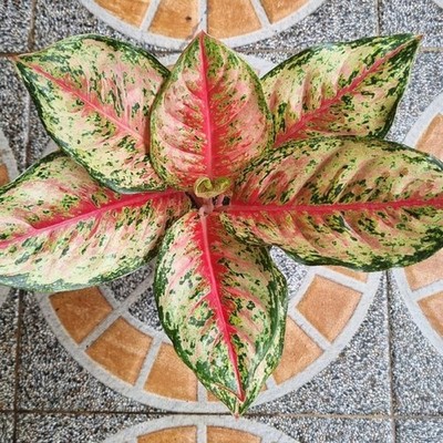 Aglaonema Sweet Dream Exotic Foliage Rare Unique