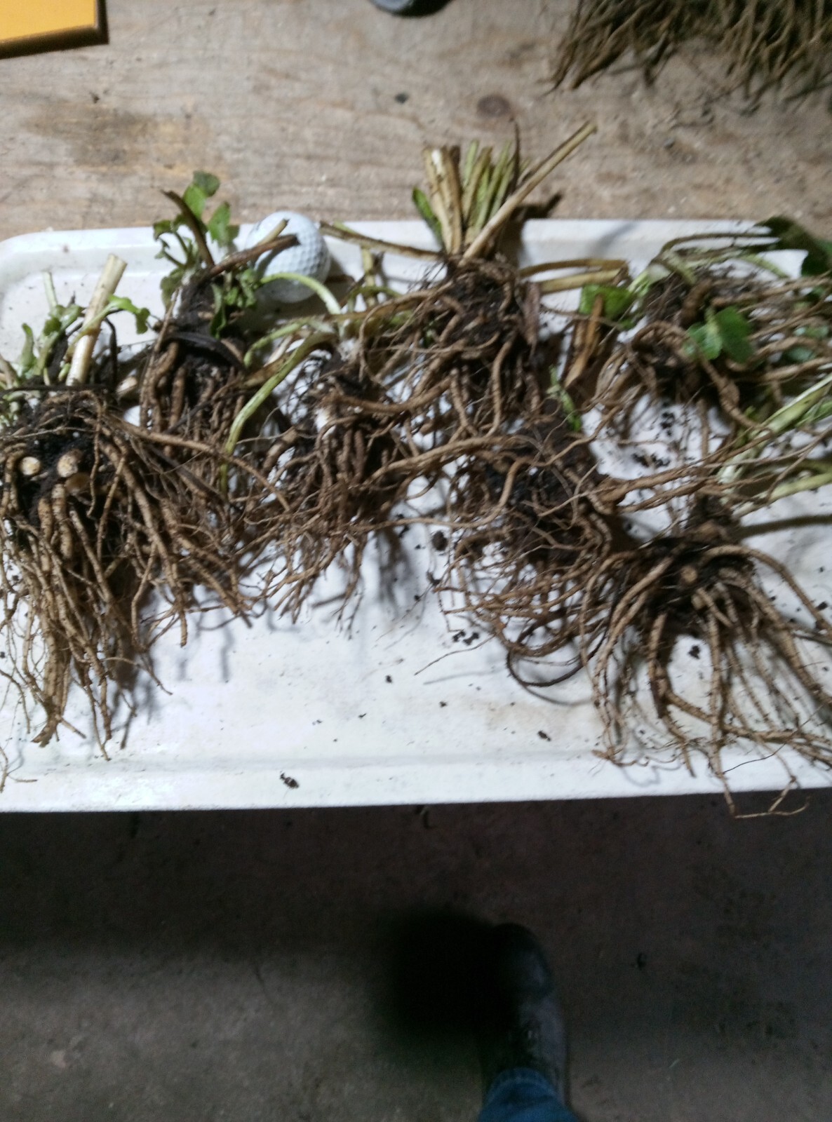 7 Eryngium blue (sea holly) bare root plants eBay