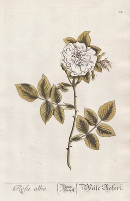 Rose Rosa rose Rosea peasant rose flower Blackwell herb book copperplate