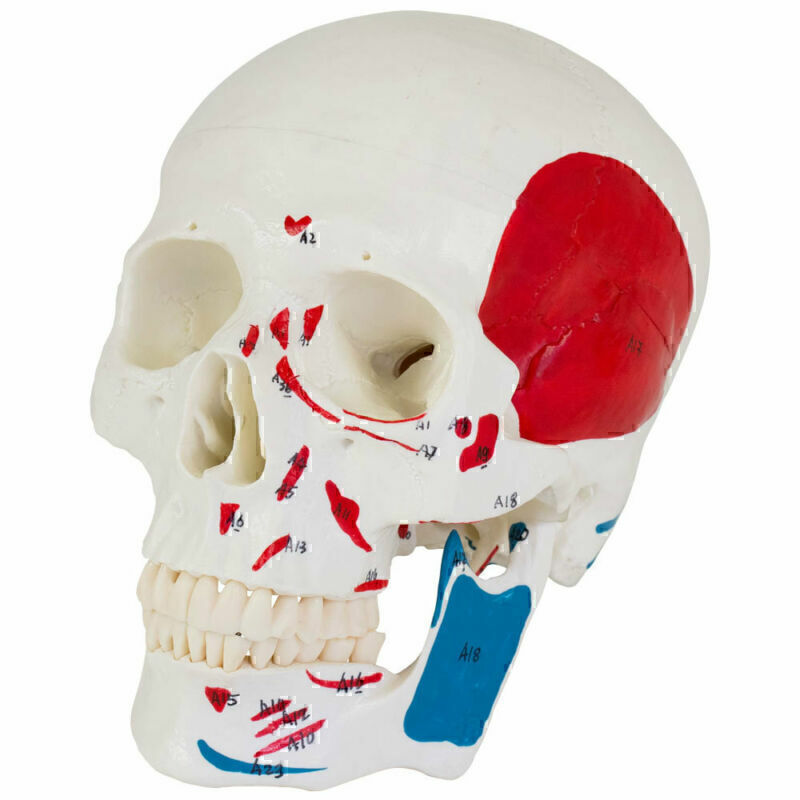 Anatomischer Anatomie Schädel Skelett Modell Muskelaufbau Muskel DE
