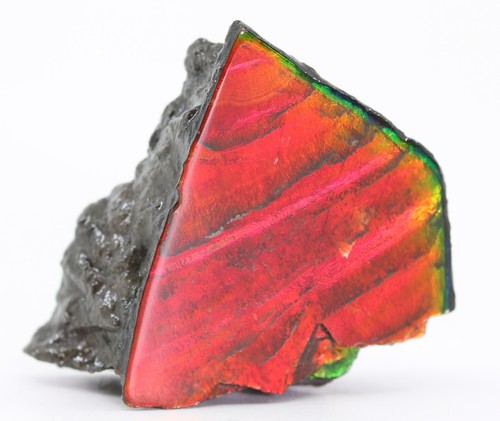 Cherry Red Fossil Ammolite Rarer than Purple 39.4mm 16 g Alberta COA 5815 - Picture 10 of 10