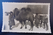 FOTO CARTOLINA FOTOGRAFIA SOLDATI ITALIANI CON CAMMELLI FRONTE RUSSO ORIGINALE