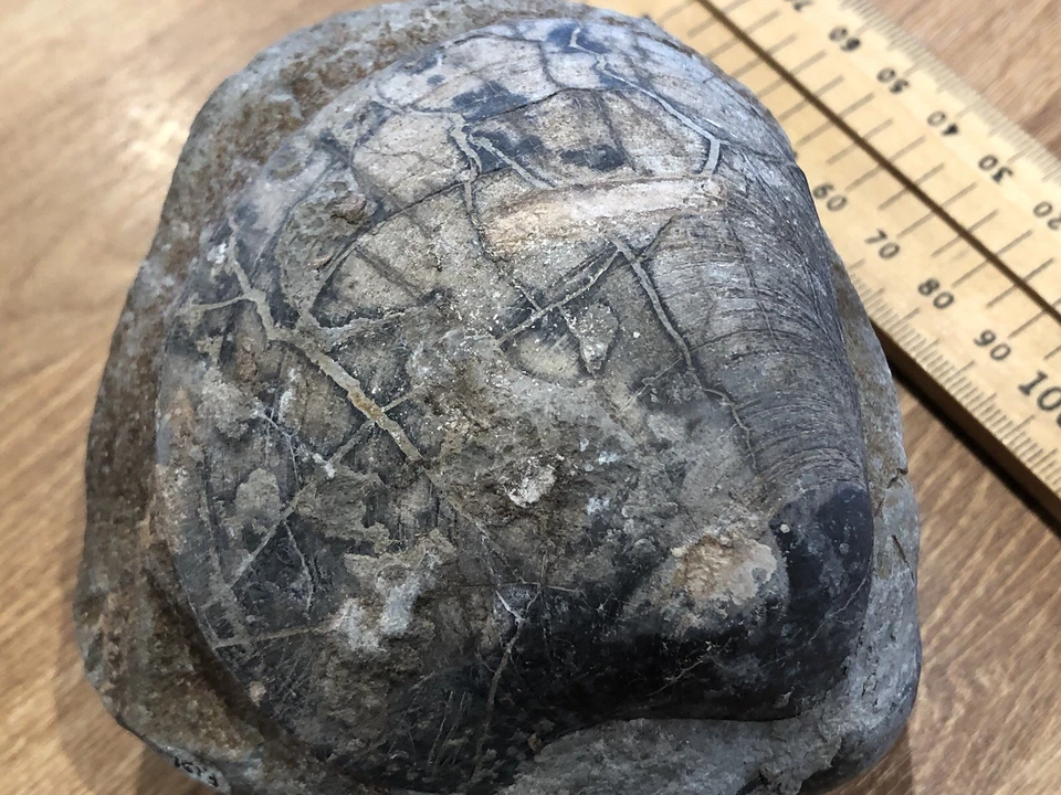 9cm Plagiostoma giganteum Bivalve Fossil Lower Jurassic Penarth Wales - Image 4 of 4