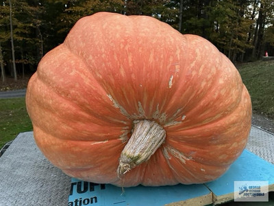 #ad Giant Pumpkin Seeds 2024 Incredible Color And Shape Award Winning 1053lbs $20.00