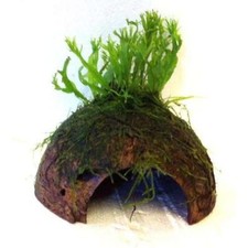 Java Fern Windelov + Java Moss Coconut - Live Aquarium Plants