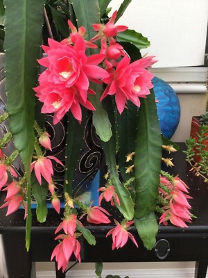 1 Rare cactus EPIPHYLLUM GERMAN EMPRESS LARGE FLOWERS ROOTED baby plant |  eBay.de
