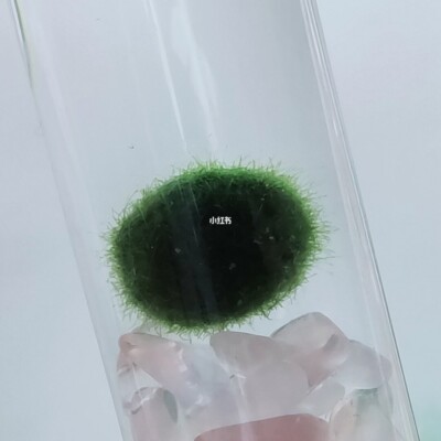 Large 1.5cm-2cm Exploding Marimo Moss Ball in Exploding Period