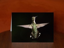 At Feeder - A5 Greeting Card