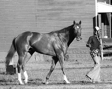 Secretariat Charlie Davis Belmont Stakes Blackwhite Horse Racing 8x10 PHOTO PRI