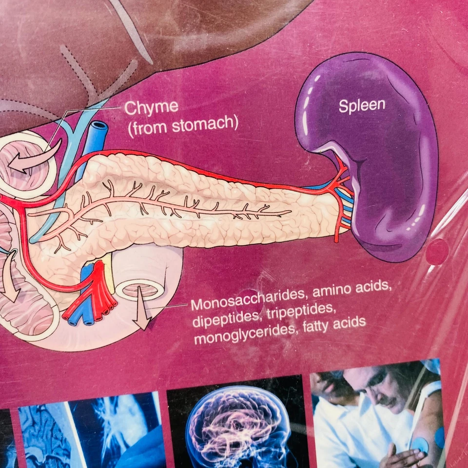 Functionally Oriented Regional Anatomy Loose Leaf Mohtashem Samsam 3rd Ed. NEW - Image 3 of 4