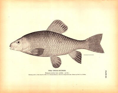 ''THE CHUB SUCKER'', AT NIPPERSINK LAKE, IL.  Antique Fish engraving 1884
