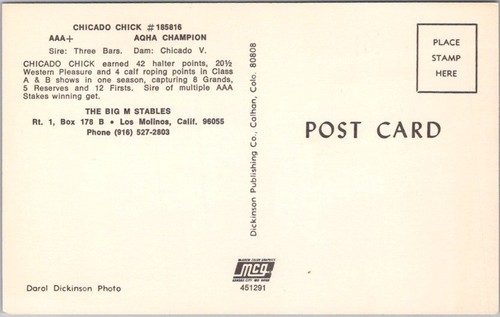 1960s Los Molinos, CA / HORSE ADVERTISING Postcard "Chicado Chick" Big M Stables - Picture 2 of 2