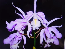 Cattleya maxima Yellow Lip Bloom size 6" pot IMPORTED SPECIES LARGE PLANT