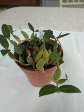 live orchide mature plant