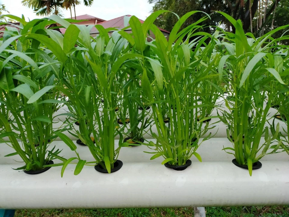 1 Kg water spincach true breed farm vegetable seeds - Image 2 of 4