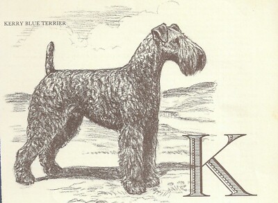 Kerry Blue Terrier - CUSTOM MATTED - 1954 Vintage Dog Art Print - Megargee