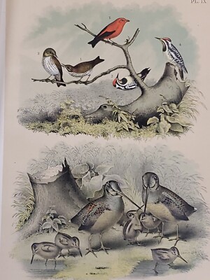 Wren/Crane Lithograph by Theodore Jasper / 1881 Studer's N. American Birds