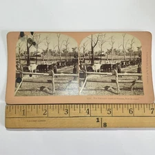 Cattle Farm in New Zealand Stereoview Antique c1903 Y17531