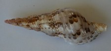CONCHIGLIA " CHARONIA TRITONIS " CM 17,5