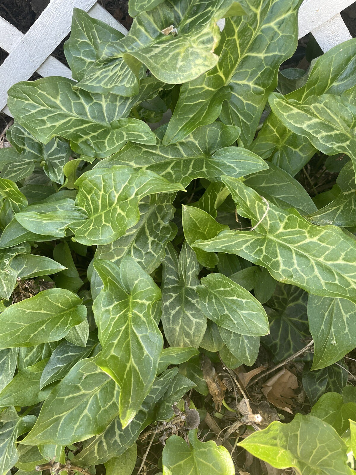 5 Live Plants ARUM ITALICUMLords & LadiesOrange CandleflowerCuckoo's