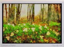 232092 White Trillium A4 Watercolour print