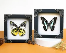 Framed Real Butterfly Collection Taxidermy Insect Gift Entomology Lover