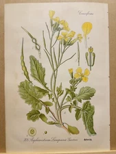 1886 ANTIQUE PICTURES LITHOGRAPH ART PRINT BOTANY FLOWER FLORA NATURE DECO PO...