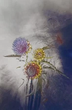 Lisa Toby Photographic Prints.