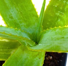 Aloe macroclada SEEDS - Mountain aloe Flat-flowered aloe