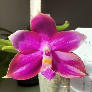 Phal Schilleriana | eBay Phal Schilleriana | eBay