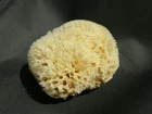 Natural Sea Sponge Large 15cm Greek Family KALYMNOS ** YELLOW BLEACHED