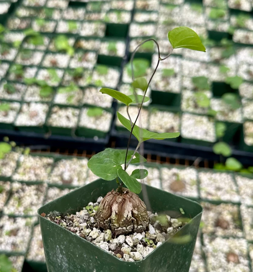Dioscorea for sale | eBay