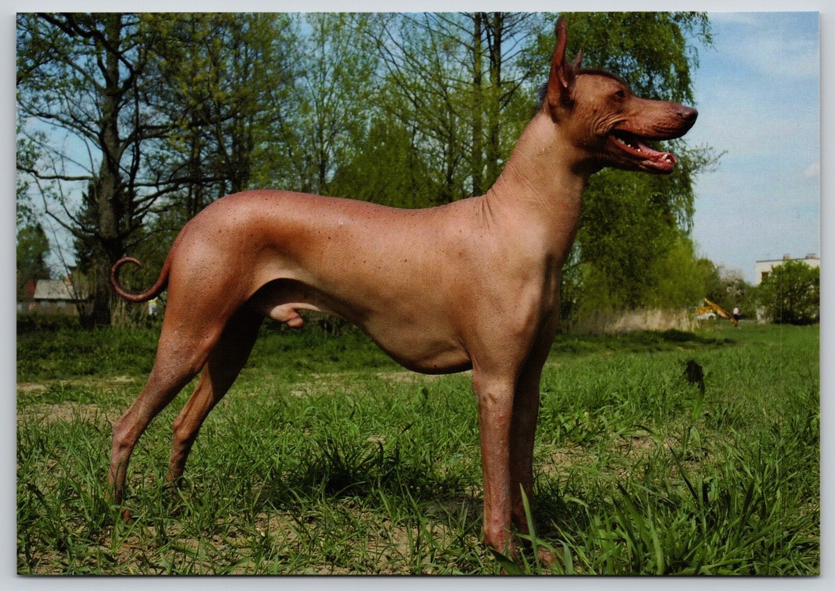 Sin Pelo Inca Hairless Dog Viringo Dog Sale