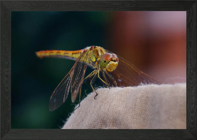 Gerahmtes Wandbild Libelle Poster Leinwanddruck Bild