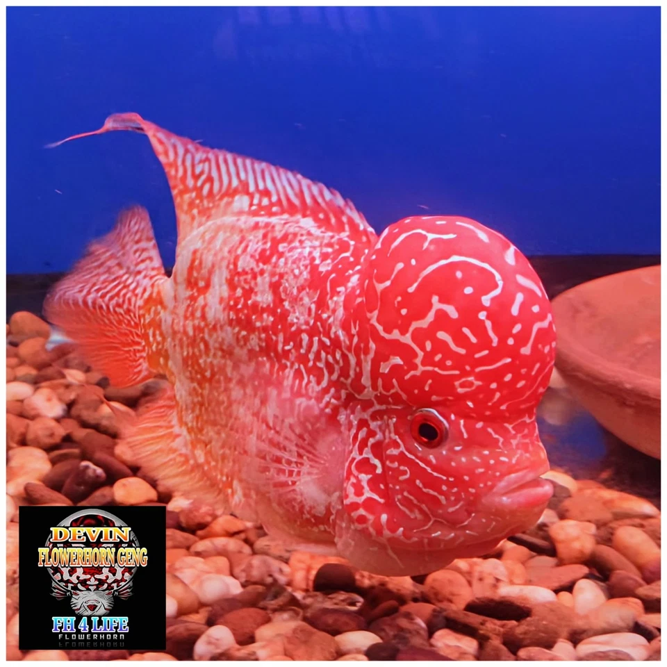 VIP GOLDEN BASE KAMFA ADULT 8"(FRIENDLY WITH A FEMALE) - Image 4 of 4