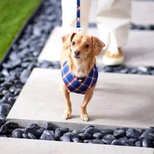 Frisco Over The Head Small Harness, Blue Plaid W Gold Accents. Free Shipping!