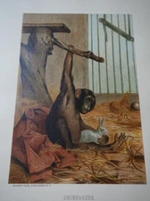 Vintage Louis Prang Chromolithograph, "Chimpanzee", Selmar Hess Publisher