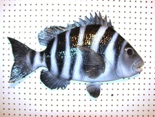 Sheepshead Replica Taxidermy Alternative Hand Made Carved Wall Mount Art